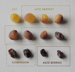 Tokaji Aszu Berries